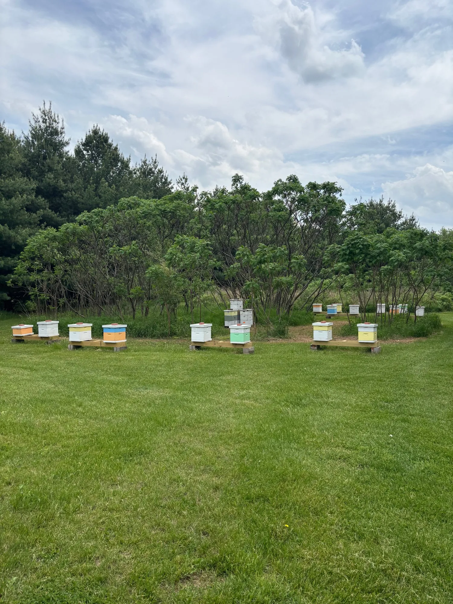Hives standing in a Kane County apiary