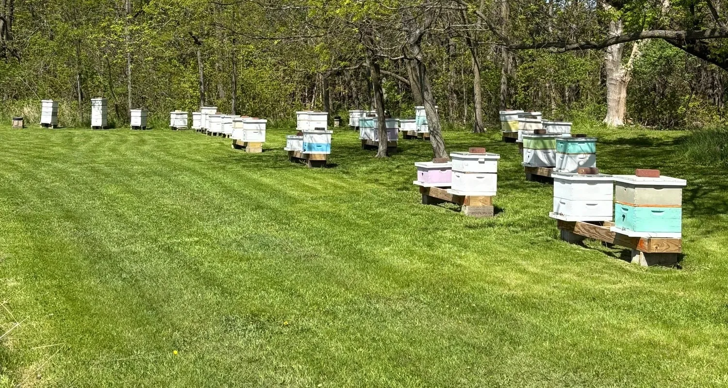Hives in one of our Kane County apiaries
