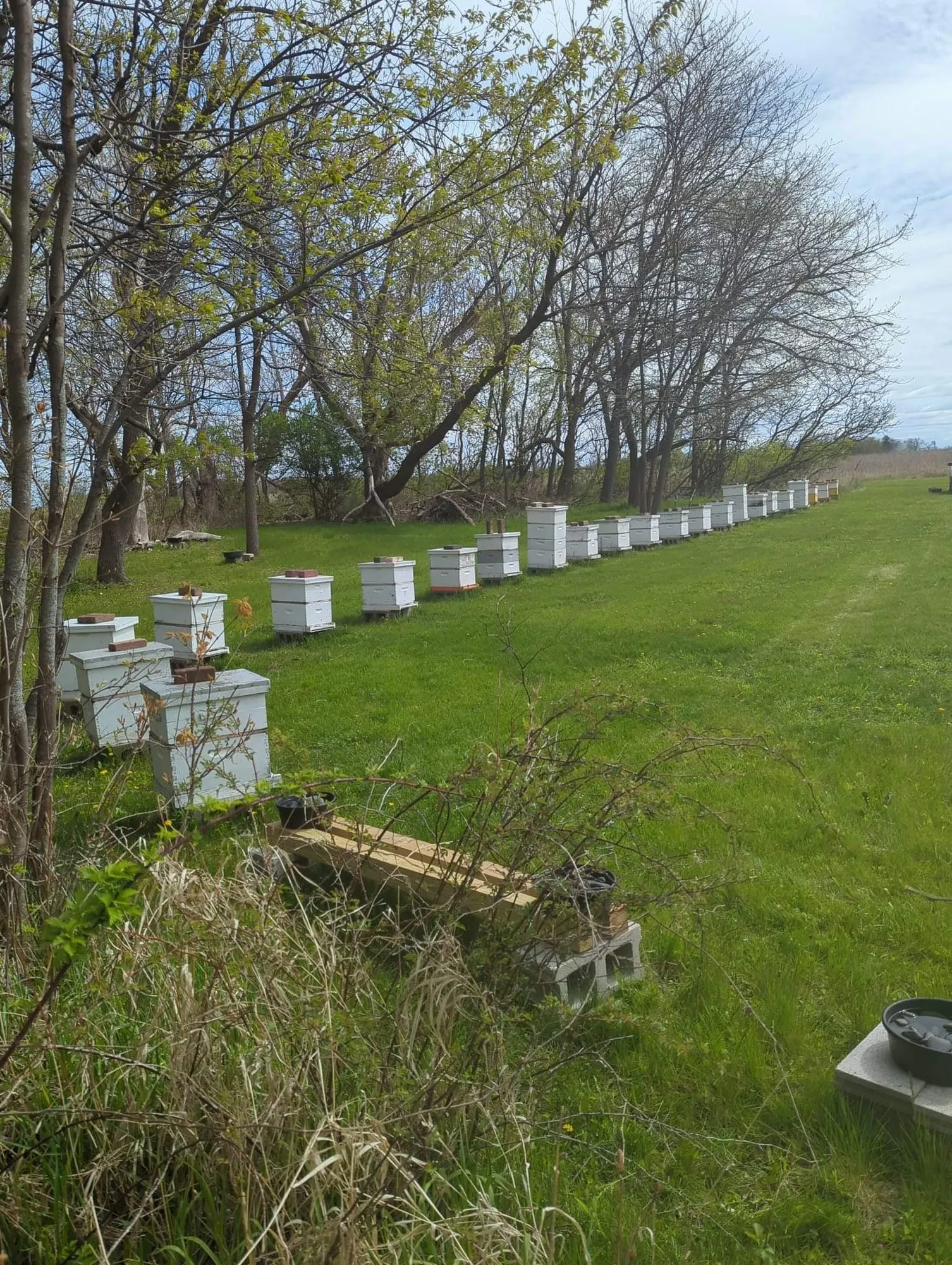 A row of hives along a tree line