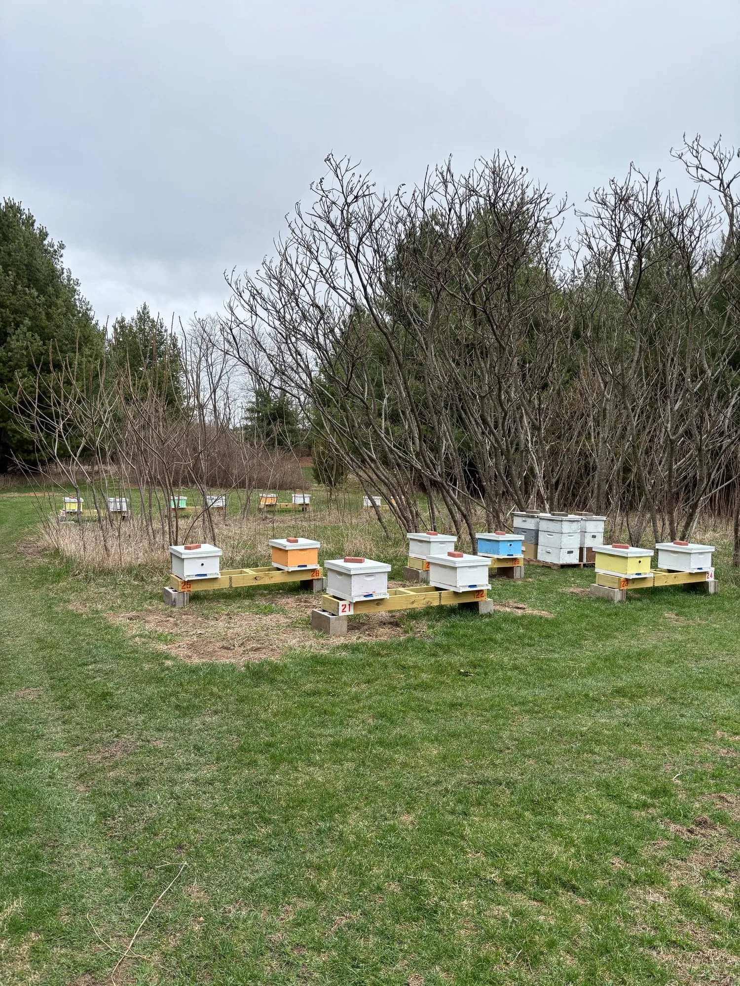Hives in an Illinois apiary in spring