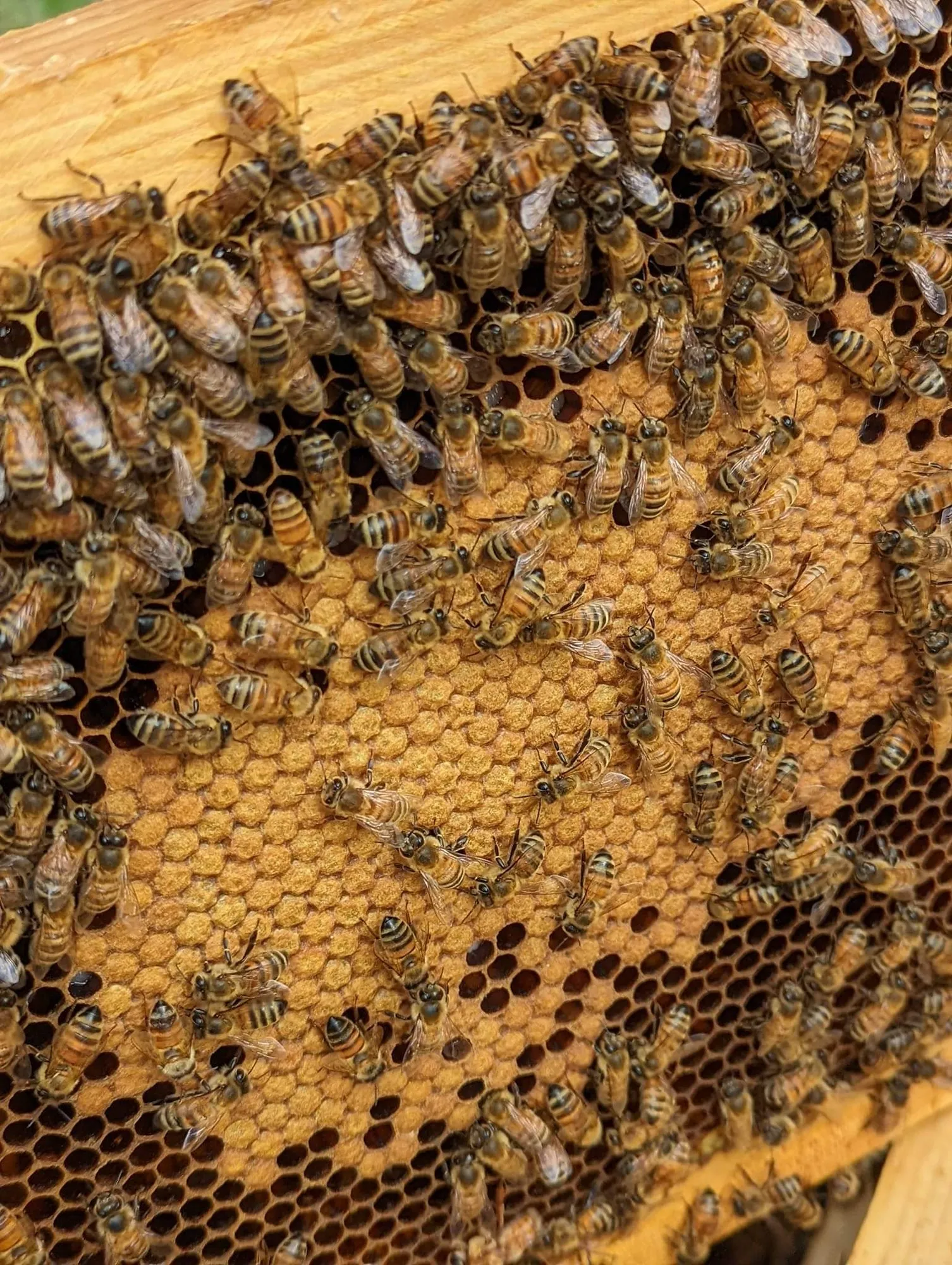 Carniolan bees covering a frame of capped honey