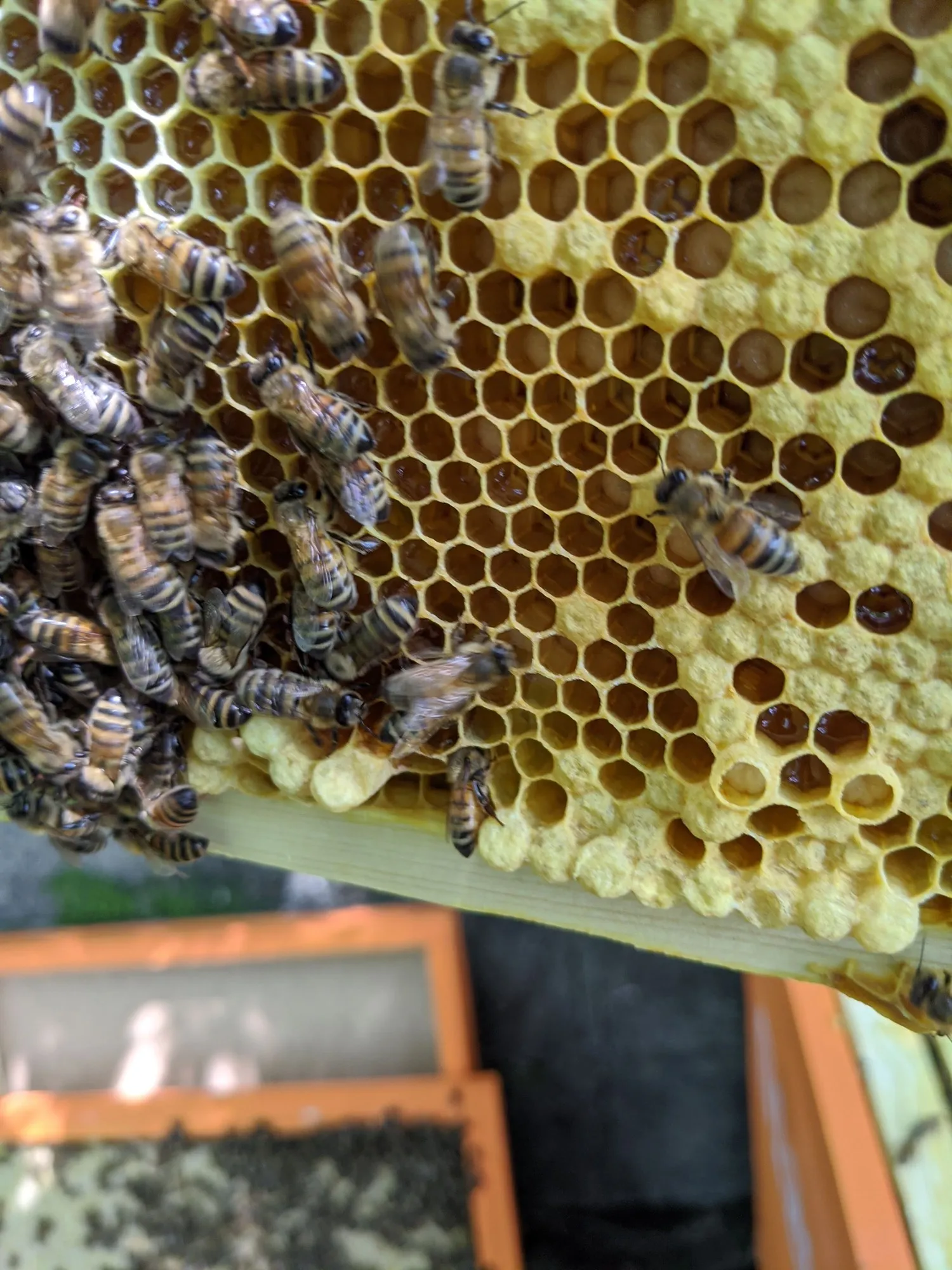 Carniolan bees working new comb
